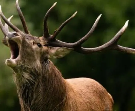 La Tete En L'air Le Hohwald