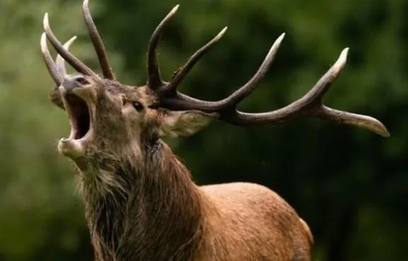 La Tete En L'air Le Hohwald